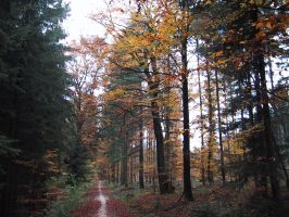 Fotoimpressionen: Laufen im Herbst